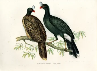 Galeated Curassow